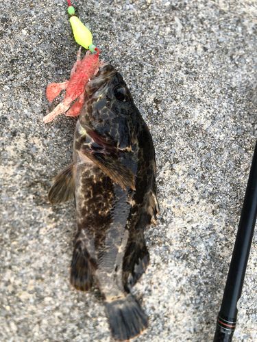 タケノコメバルの釣果