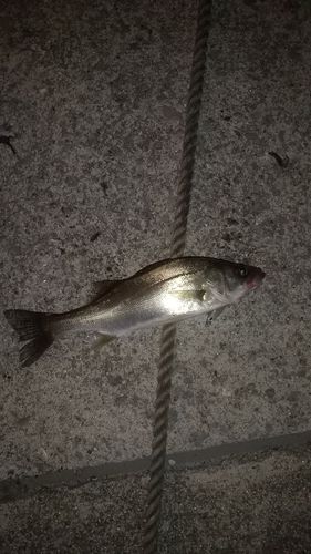 セイゴ（ヒラスズキ）の釣果