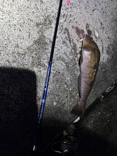 アイナメの釣果