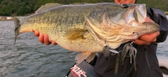 ブラックバスの釣果