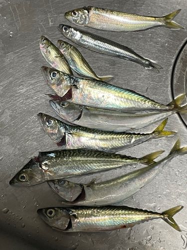 イワシの釣果