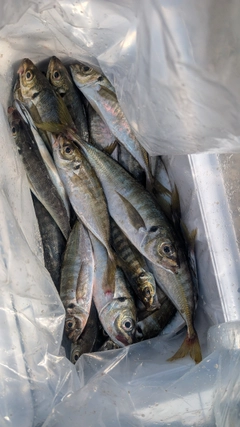 マアジの釣果