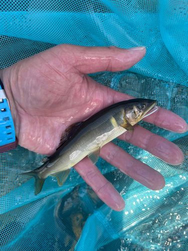 アユの釣果