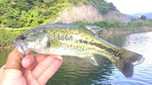ラージマウスバスの釣果