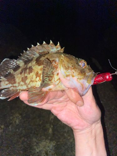 カサゴの釣果