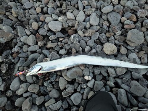 タチウオの釣果