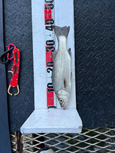 セイゴ（マルスズキ）の釣果