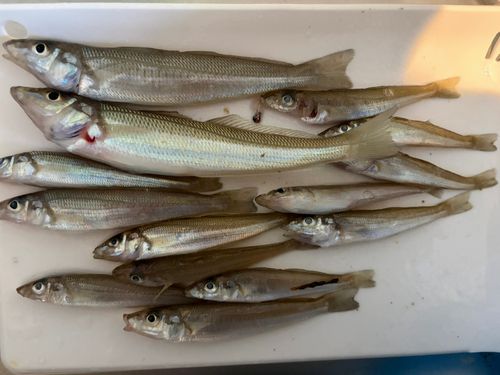 キスの釣果