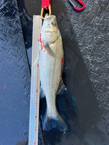 セイゴ（マルスズキ）の釣果