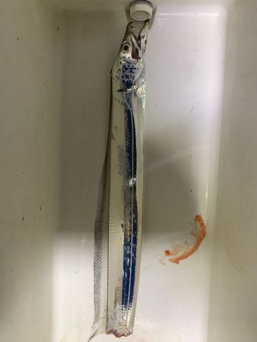 タチウオの釣果