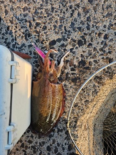 コウイカの釣果