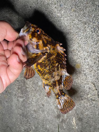 ムラソイの釣果