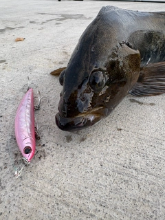 アイナメの釣果