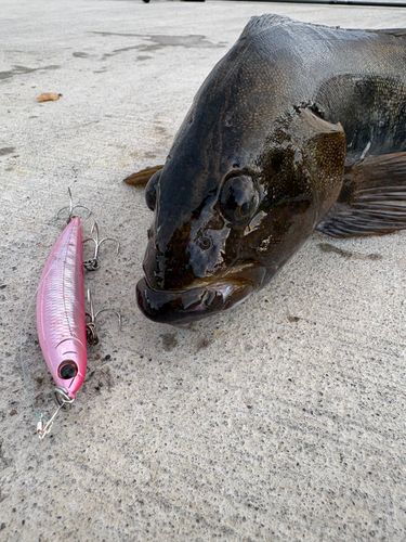 アイナメの釣果