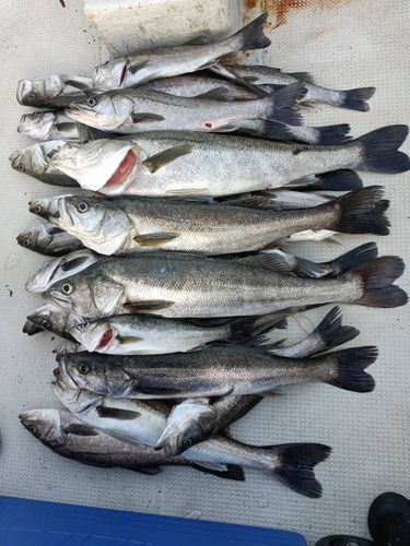 シーバスの釣果
