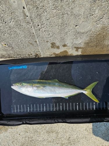 イナダの釣果