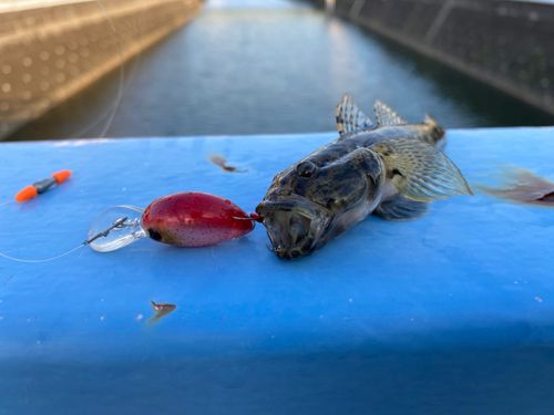 マハゼの釣果