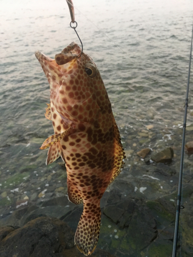 イシミーバイの釣果