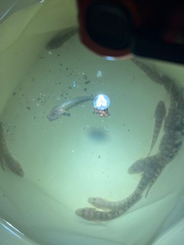ハゼの釣果