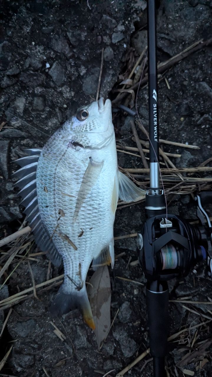 DAIWA 22シルバーウルフ AIR 76MLB-Sの最安値・インプレ・釣果 | 本音