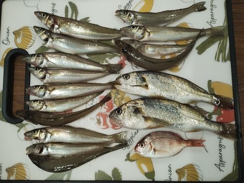 シロギスの釣果