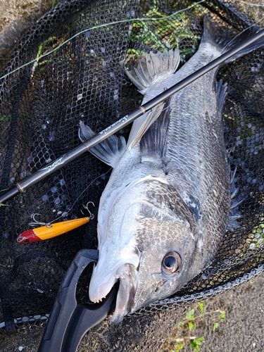 チヌの釣果