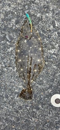 ソゲの釣果