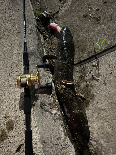 ライギョの釣果