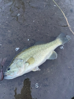 ラージマウスバスの釣果