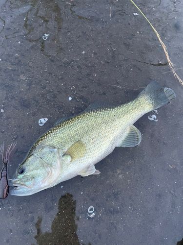 ラージマウスバスの釣果