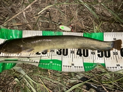 ナマズの釣果
