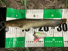 ナマズの釣果