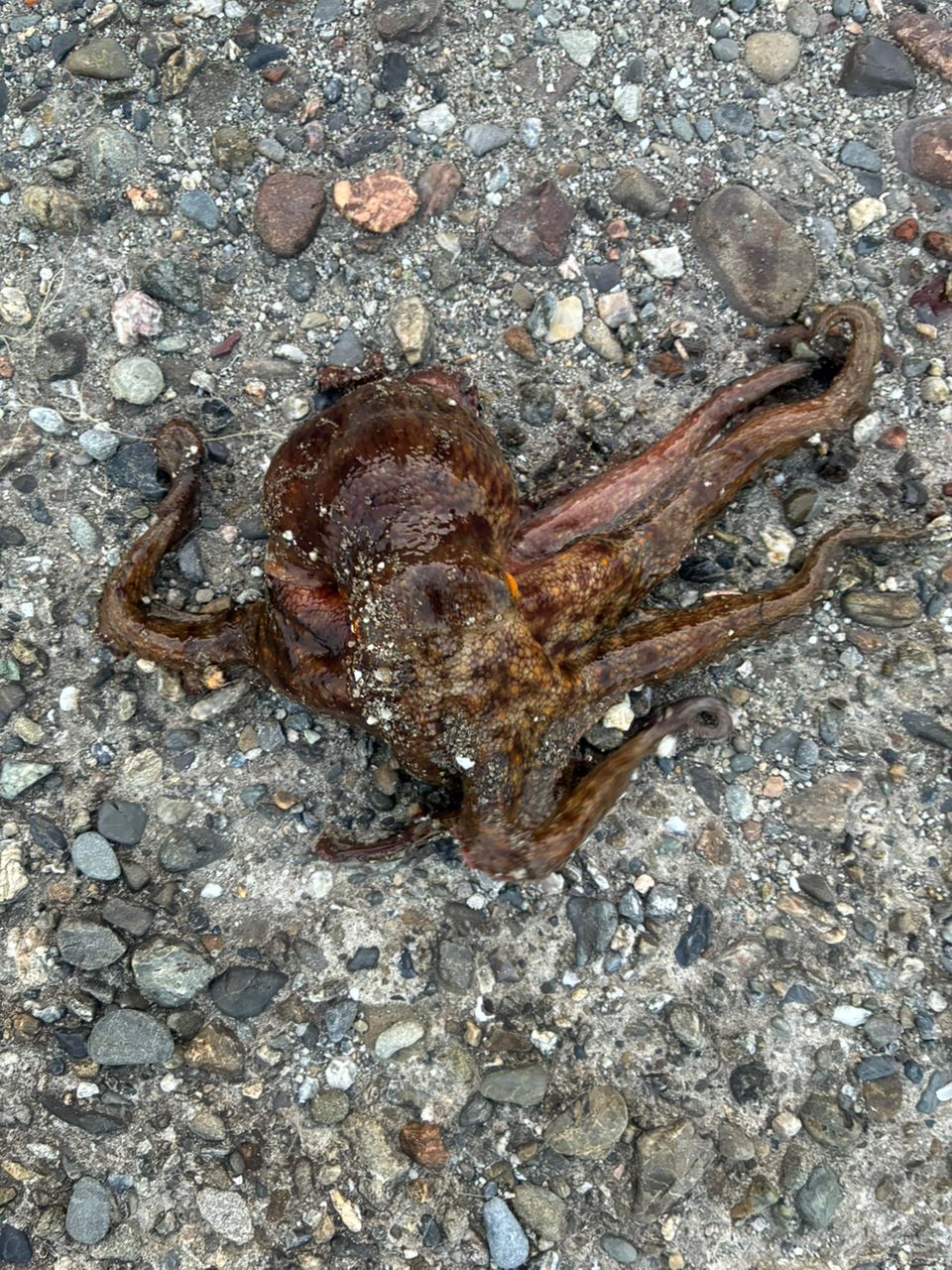 タコの釣果写真