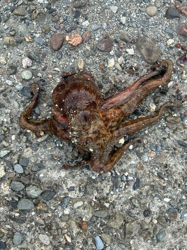 タコの釣果