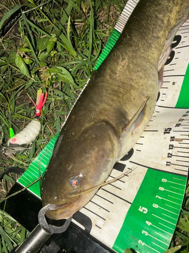 ナマズの釣果