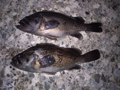 ソイの釣果