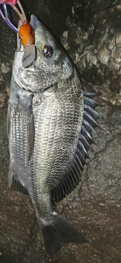 チヌの釣果
