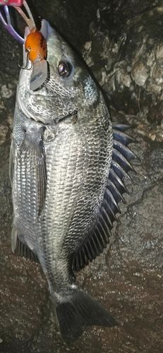 チヌの釣果