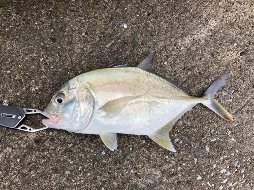 メッキの釣果