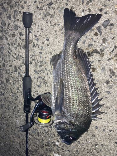 チヌの釣果