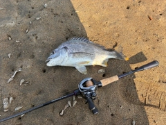 キビレの釣果