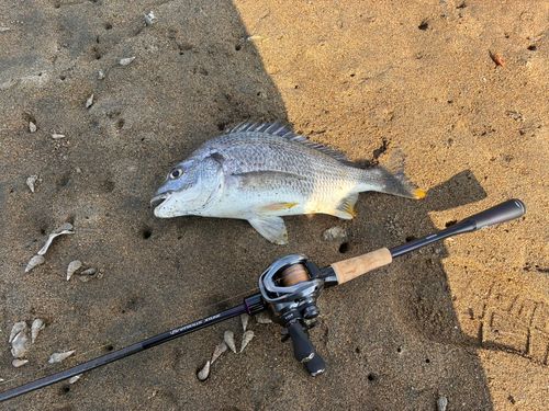 キビレの釣果