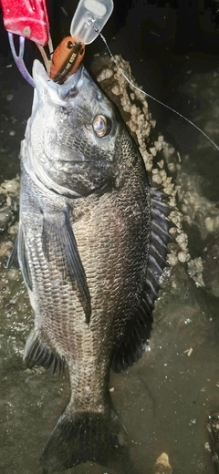 チヌの釣果