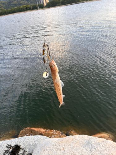 エソの釣果