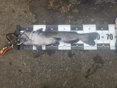 アメリカナマズの釣果