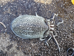 シリヤケイカの釣果