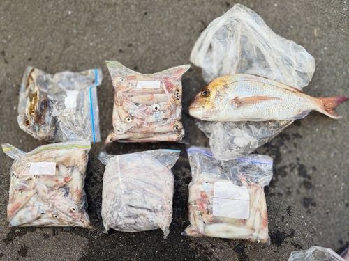 ネリゴの釣果