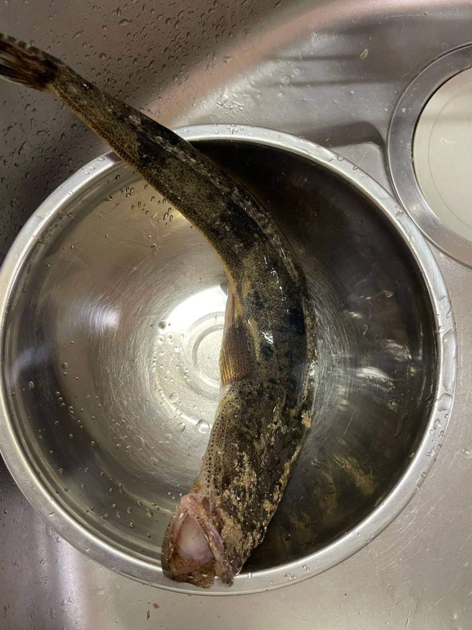 マゴチの釣果写真