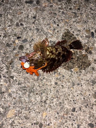 ガシラの釣果
