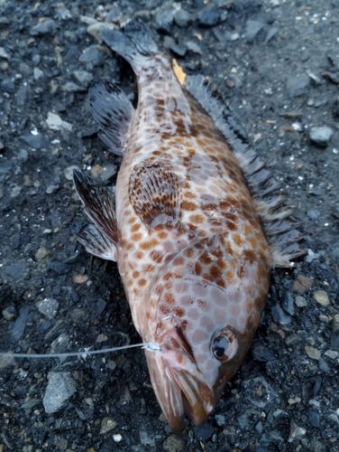 オオモンハタの釣果